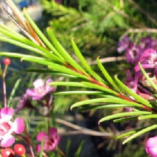 Geraldton Wax - Leaves_image_Spurrell Foraging_order now