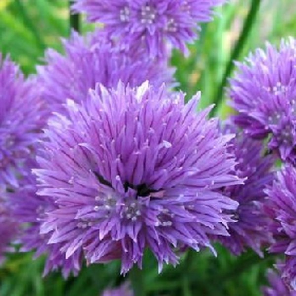 Chive - Flowers_image_Spurrell Foraging_order now