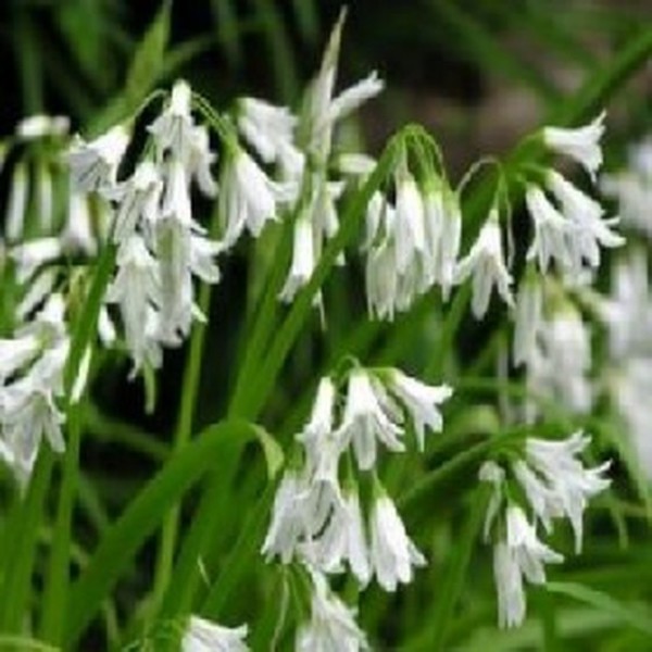 Wild Garlic - Flowers