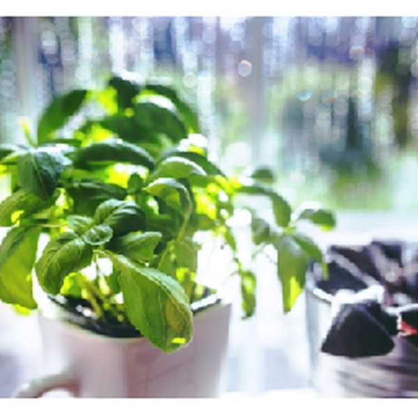 Basil Bunch_image_Foodbox_order now