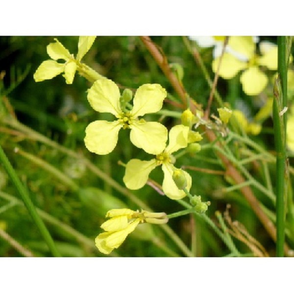 Wild Rocket 1.5kg_image_Foodbox_order now
