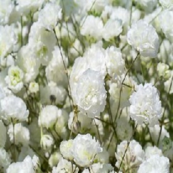 Gypsophila_image_Spurrell Foraging_order now