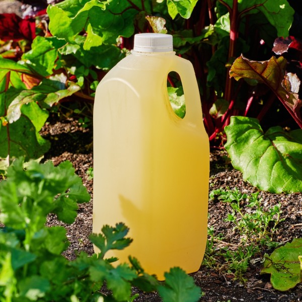 Lemon Ginger Tonic - 2L_image_Funk Drinks Co (formerly Michael Brothers)_order now