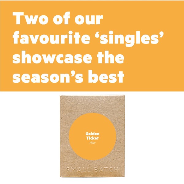 Golden Ticket Filter 1kg_image_Small Batch Roasting Co._order now