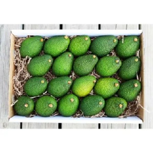 Avocado 18/20 (Large) Tray_image_Select Fresh Providores QLD_order now