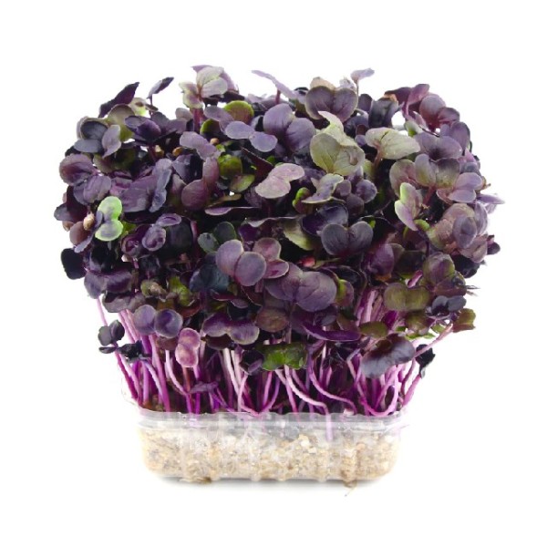 Micro Radish Purple Punnet_image_Select Fresh Providores QLD_order now