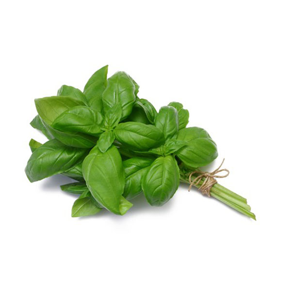 Basil Green - Bunch (~1Bunch)_image_Fruitique Wholesale_order now