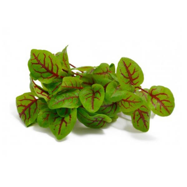 Red Vein Sorrel / Petite Bouche (Small) - Punnet_image_Pro Bros_order now
