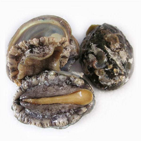 Abalone Large Live (each) (~0.8kg)_image_Ocean Made Seafood_order now