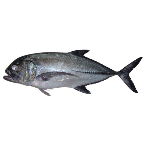 Trevally Black Whole HEAD ON, GUTTED (each) (~2kg)_image_Ocean Made Seafood_order now