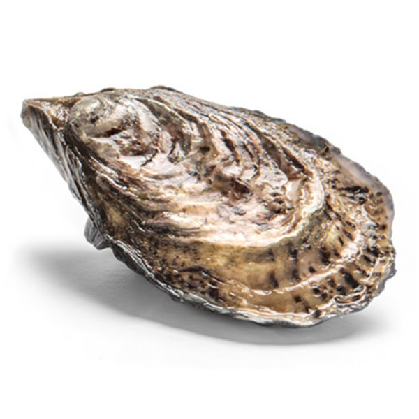 Oysters Unopened SYD Sml (Doz)_image_Ocean Made Seafood_order now