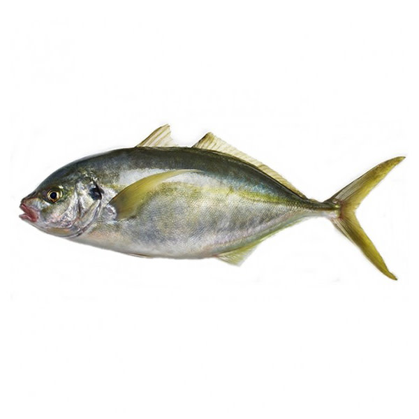 Trevally G.G.S. Fresh Whole (~1kg)_image_Ocean Made Seafood_order now