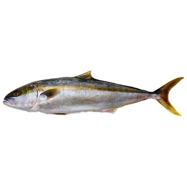 Kingfish - Whole Hiramasa (~5.5kg)