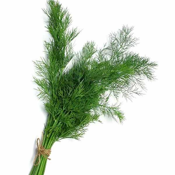 Herbs - Dill (bch) (~1Bunch)_image_Melba Fresh_order now