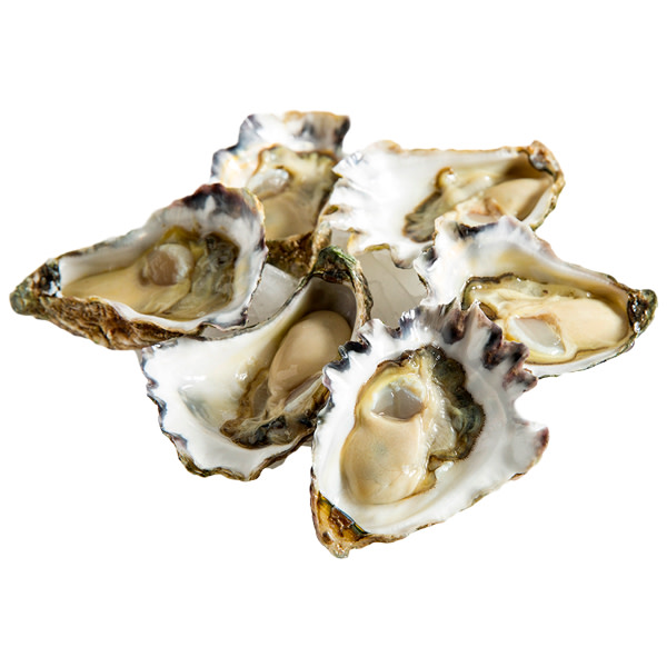 Oyster Sydney Rock 1/2 Shell Bistro Plus (1 Dozen)_image_M & G Seafood Wholesalers_order now