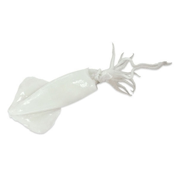 Squid Cleaned Sea Eagle U/10 Frozen (~1kg)_image_M & G Seafood Wholesalers_order now