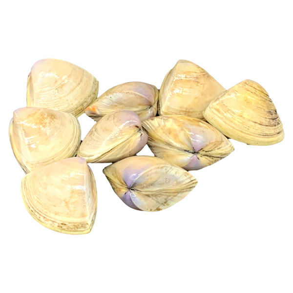 CLAM-DIAMOND SHELL CLOUDY BAY N.Z FROZEN (~1kg)_image_M & G Seafood Wholesalers_order now
