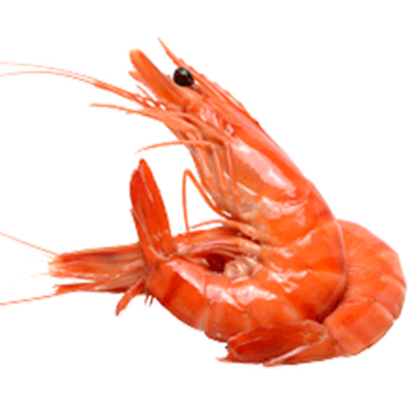 Prawn Cooked Farm Tiger 10/15 Fresh (~1.2kg)_image_M & G Seafood Wholesalers_order now
