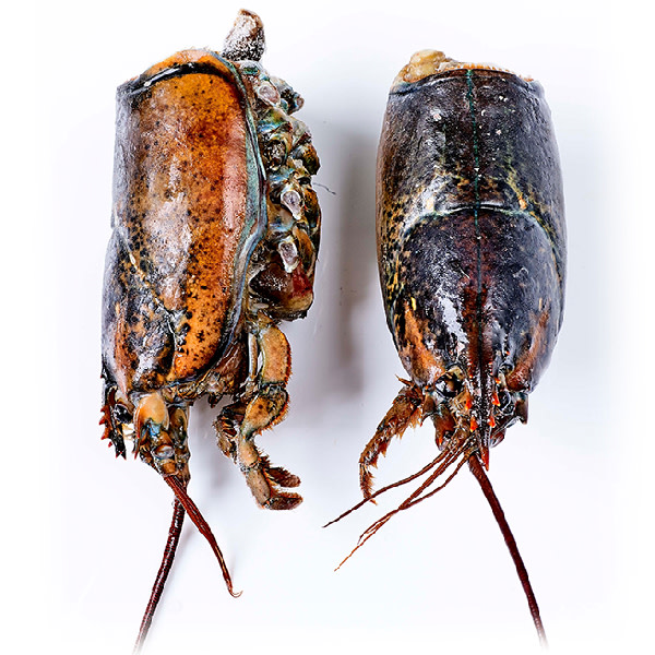 Lobster Heads Raw (~1.5kg)_image_M & G Seafood Wholesalers_order now