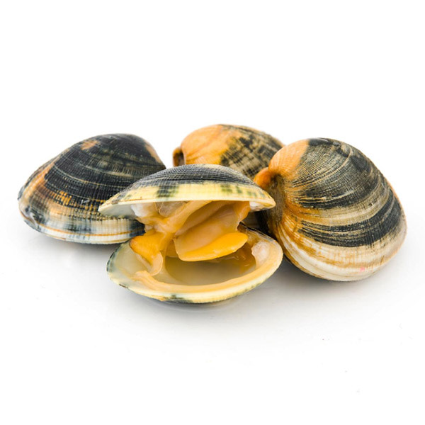 Vongoli Live (~1kg)