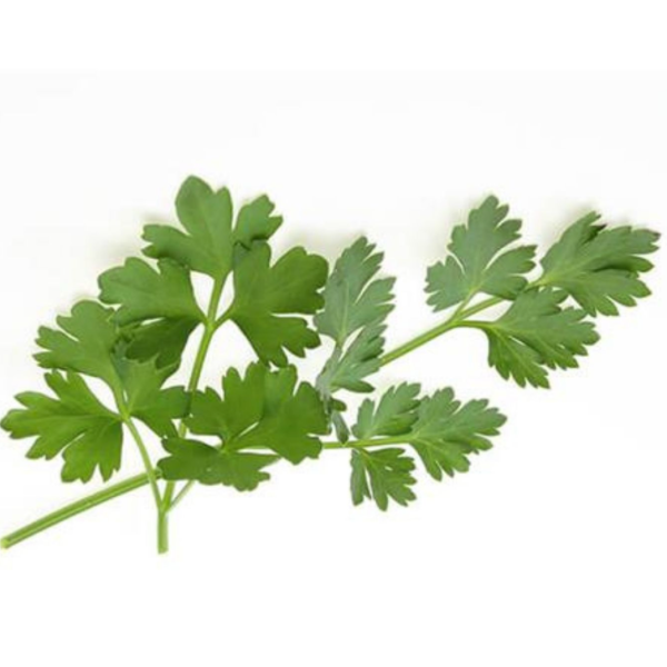 Parsley Continental - Bunch (~1Bunch)