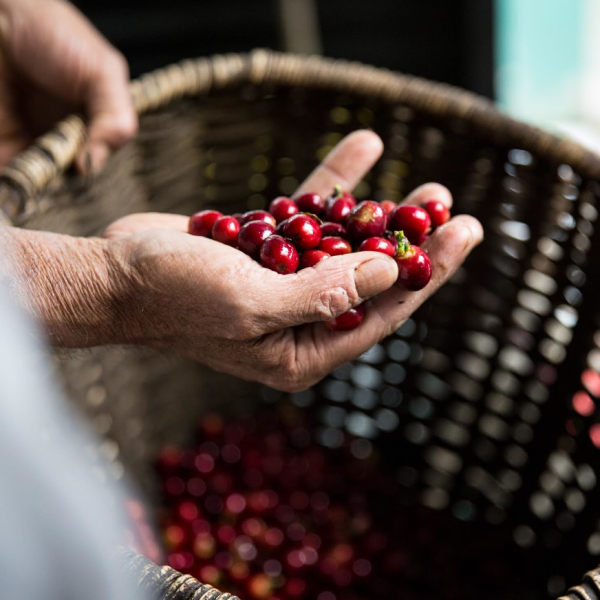 1kg Colombia Popayan Decaf (Whole Beans)