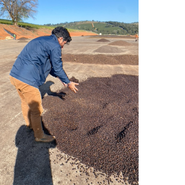 Brazil_ Arara_Honey_image_Stella Coffee_order now