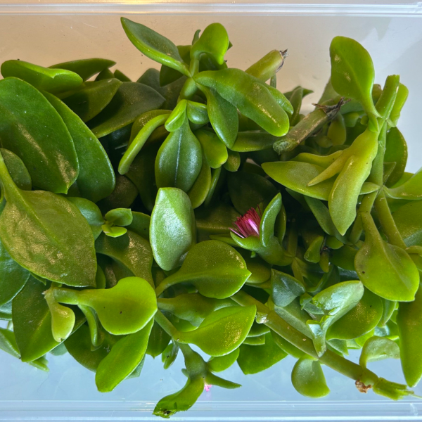 Purslane - Winter - Heart Leaf Iceplant_image_Spurrell Foraging_order now