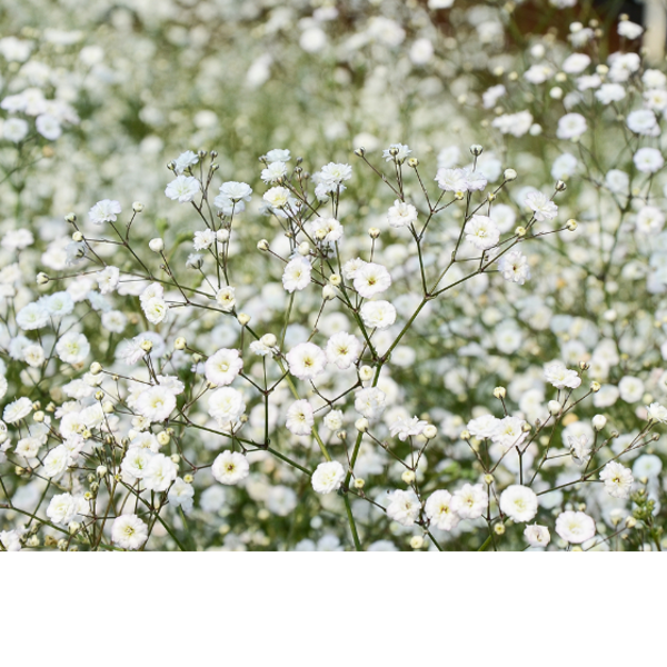 Gypsophila_image_Spurrell Foraging_order now