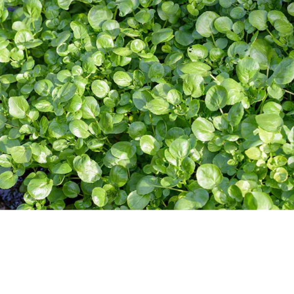 Watercress - Wild_image_Spurrell Foraging_order now