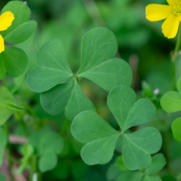Sorrel - Wood - Leaves_image_Spurrell Foraging_order now