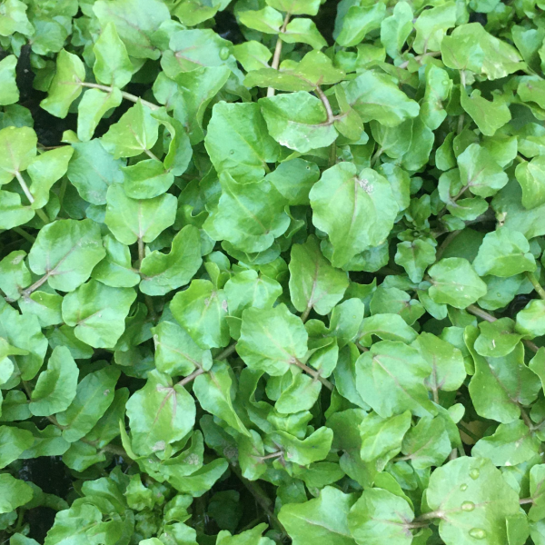 Watercress - Wild_image_Spurrell Foraging_order now