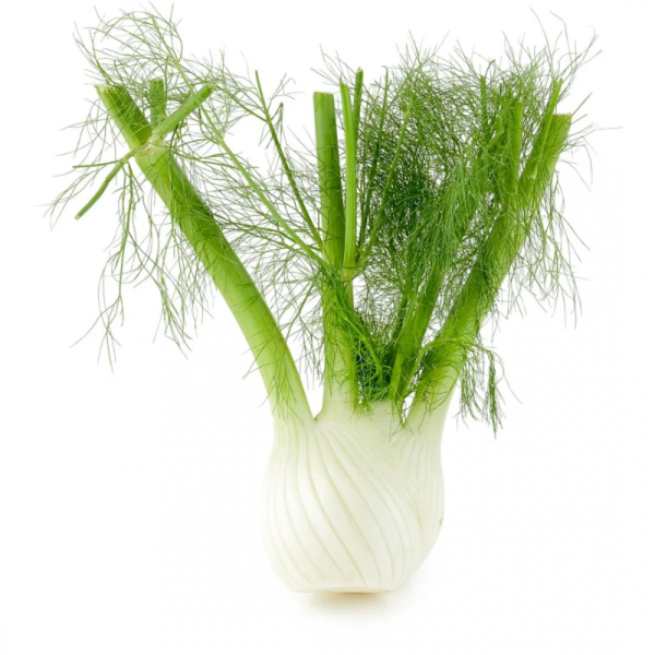 Fennel Baby - Each_image_Anticos Wholesale_order now