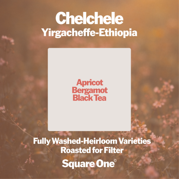 Chelchele, Ethiopia – Filter_image_Square One Coffee_order now