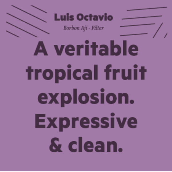 Luis Octavio, Borbon Ají - Filter, 250g_image_Small Batch Roasting Co._order now