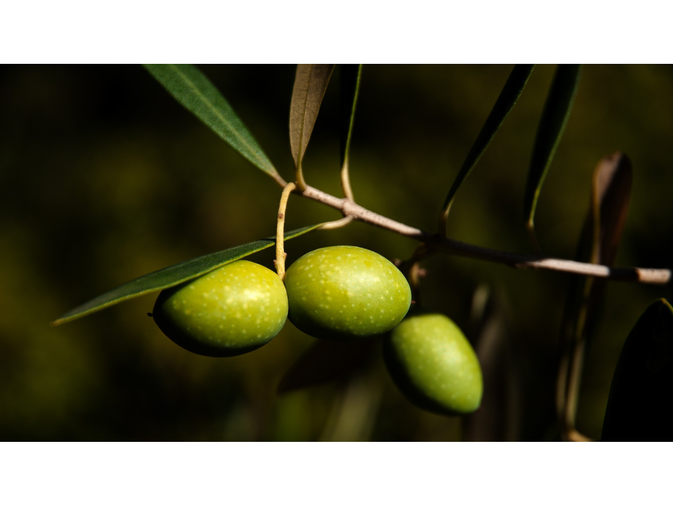 Campania Olive Oil Company Pty Ltd